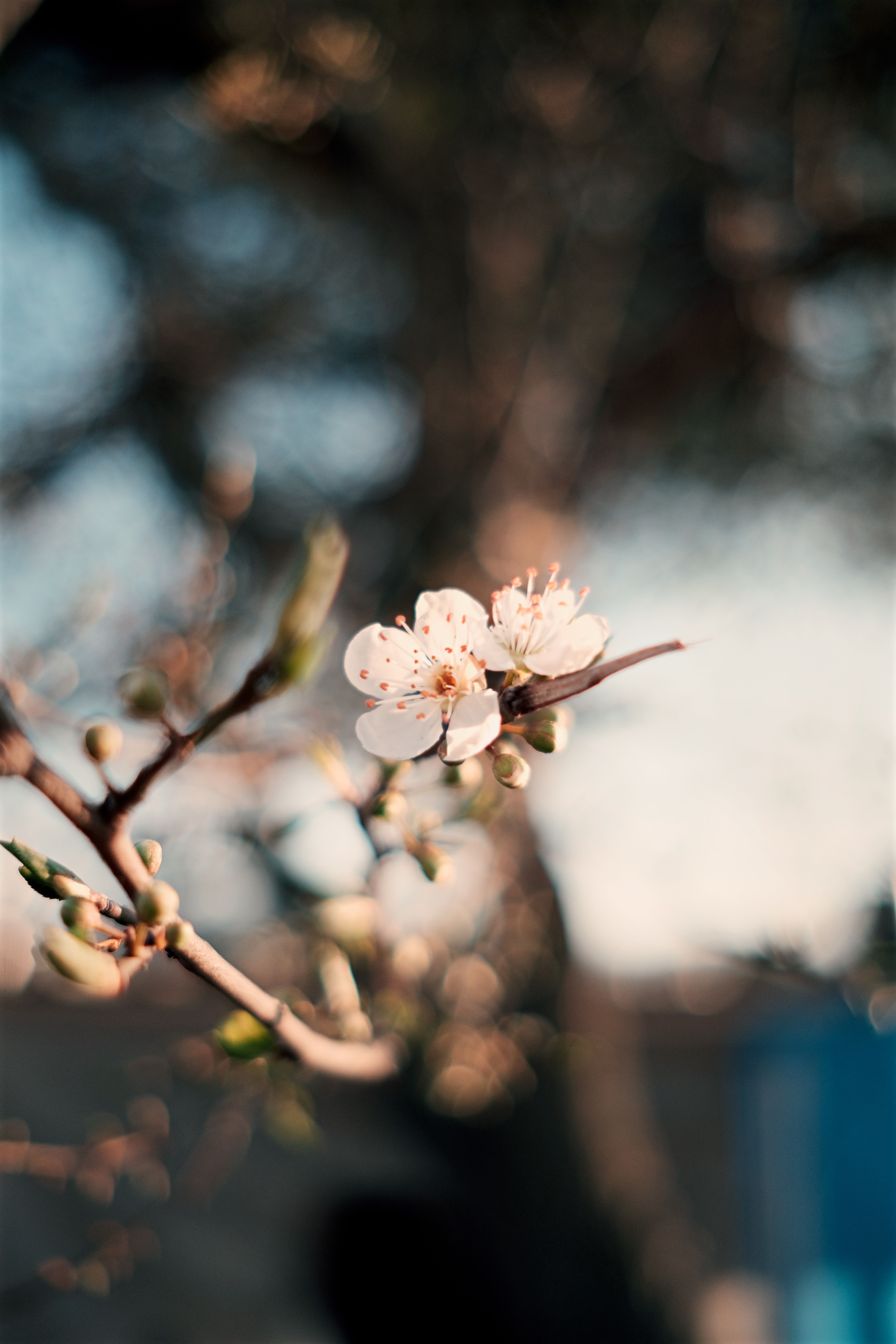 White Flowering Tree Free Stock Photo