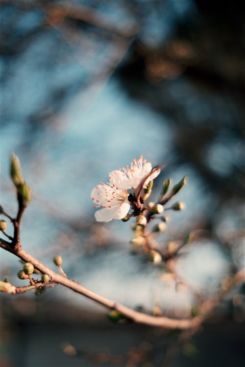 Бесплатное стоковое фото с вертикальный выстрел, весна, ветвь