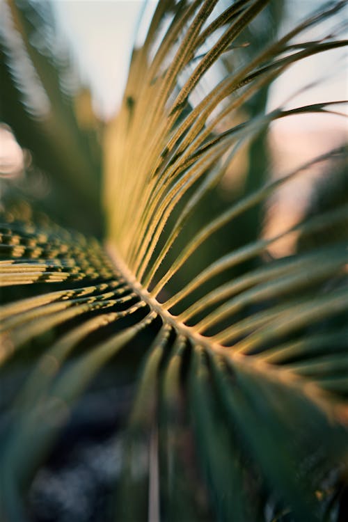 Green Palm Leaf in Close-up Photography