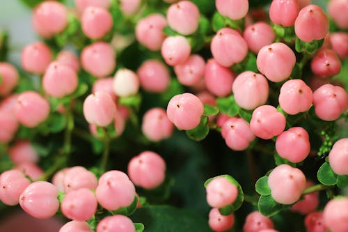 ピンクの花, フラワーズの無料の写真素材