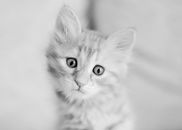 Grayscale Photo of Tabby Kitten