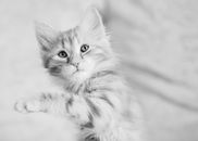 Grayscale Photo of Tabby Kitten