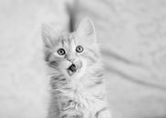 Grayscale Photo of Long Fur Cat