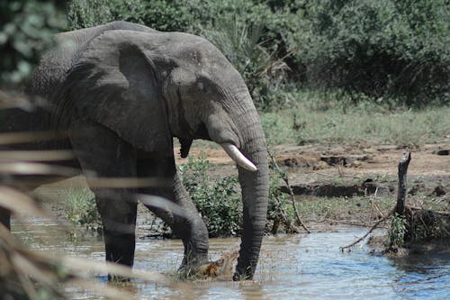 Kostenloses Stock Foto zu dickhäuter, elefant, fluss