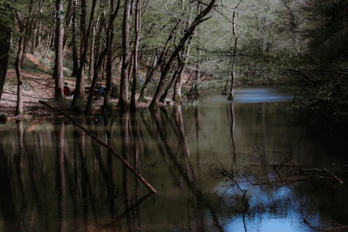 Free River in Forest and People Sitting near Stock Photo