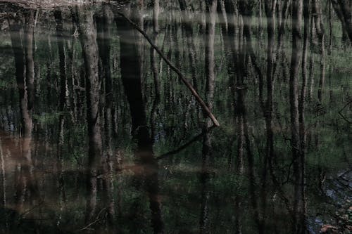 Reflection of Trees on Water Surface