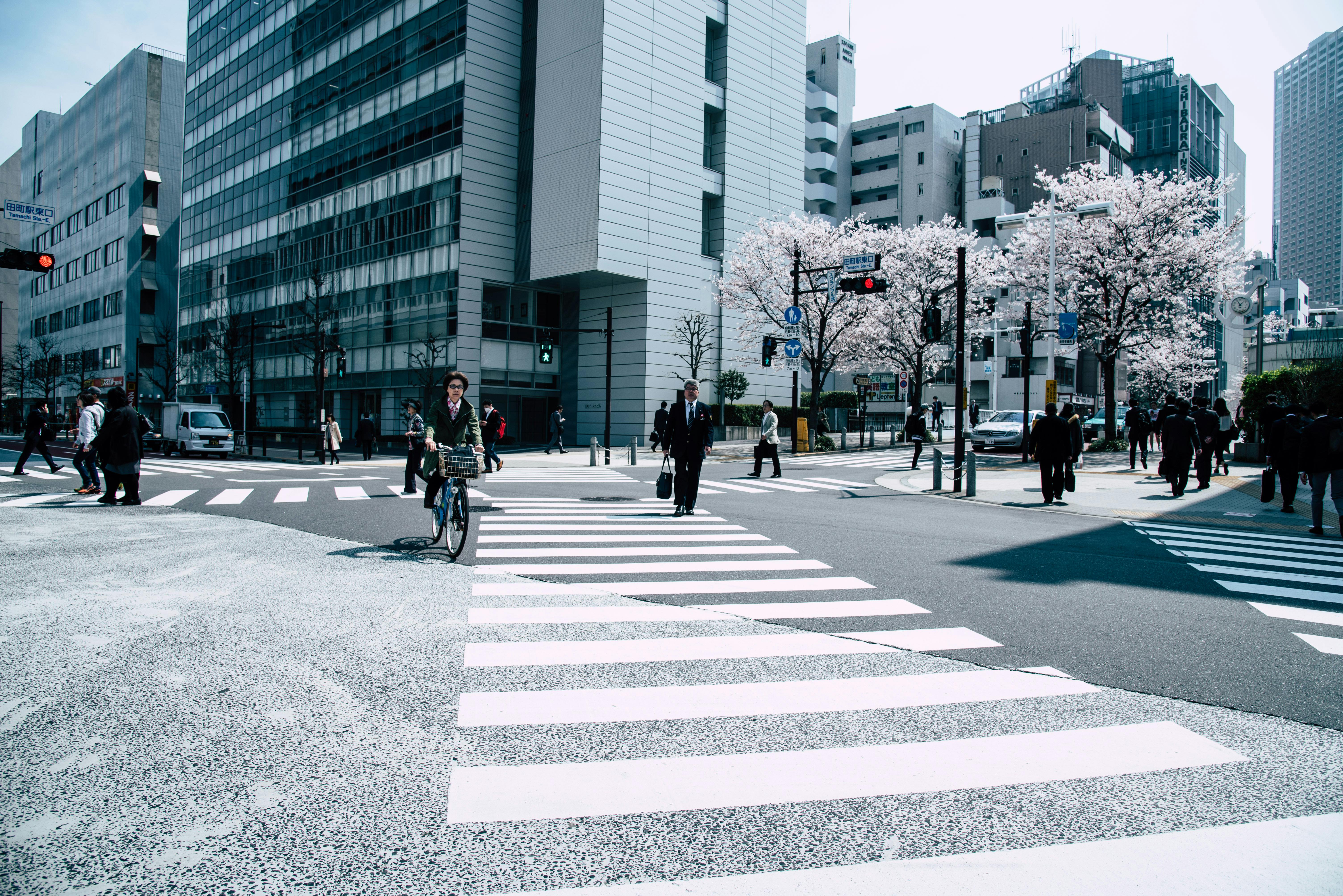 29,500+ Zebra Crossing Stock Photos, Pictures & Royalty-Free