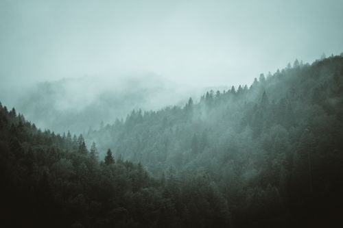 Free A serene misty forest landscape with rolling mountains under a foggy sky, capturing the essence of nature's tranquility. Stock Photo