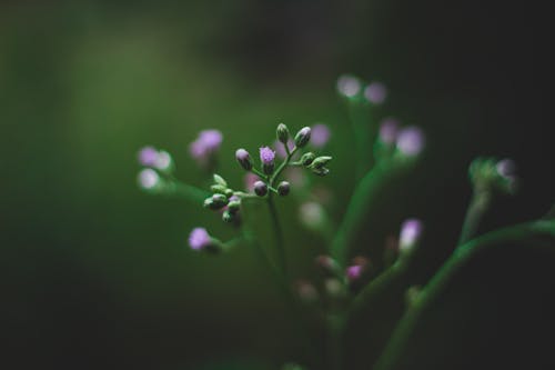 Selective Focus Photography of Purple Fleabane Flower