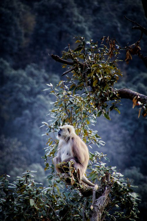 Gray langur monkey🐒