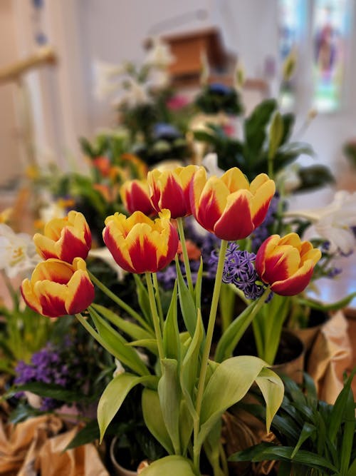 Free A Bouquet of Garden Tulips Stock Photo