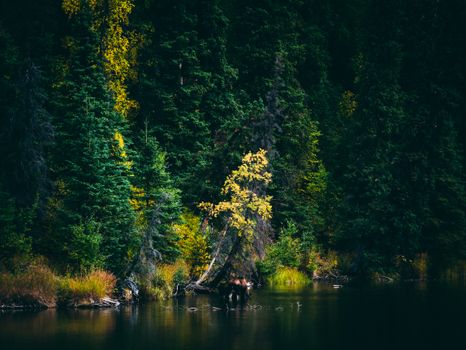 Moose standing by a peaceful lakeside in autumn, surrounded by vibrant forest trees.