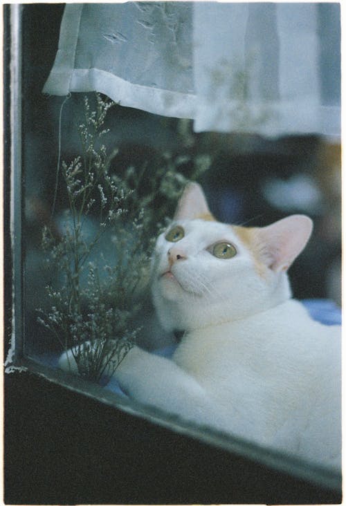Free Close-Up Shot of a White Tabby Cat Sitting near the Window Stock Photo