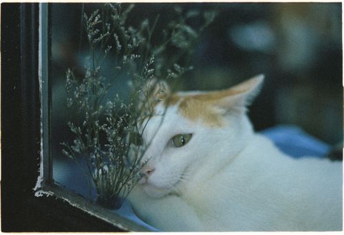 Free A tranquil white cat gazes out a window with delicate plants nearby, creating a peaceful scene. Stock Photo
