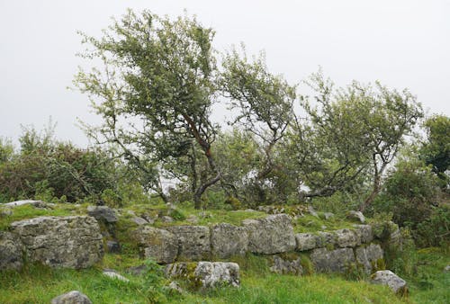 Foto d'estoc gratuïta de arbres a la muntanya, fons de naturalesa, oliva