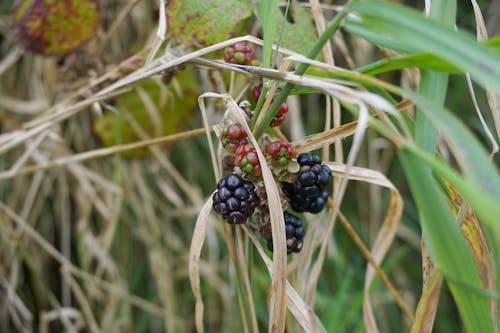 Foto d'estoc gratuïta de Blackberries, fruita, jardí
