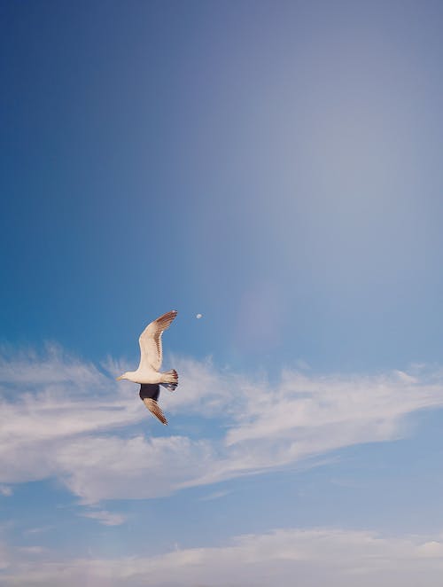 Free White Bird Flying Under Blue Sky Stock Photo