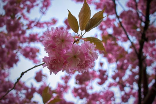 Bright pink cherry blossoms in full bloom against a spring sky.
