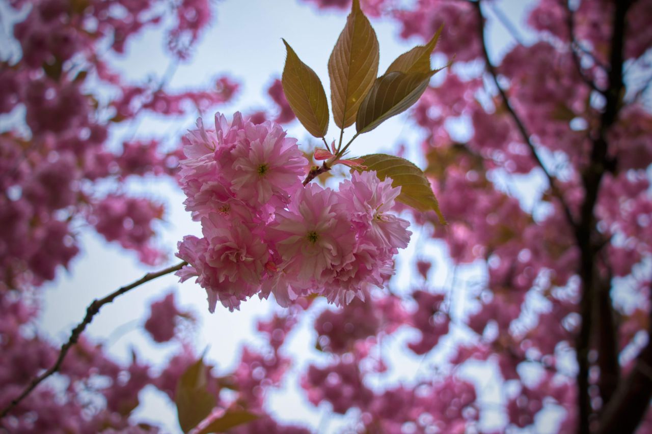 bright pink cherry blossoms in full bloom against a spring sky