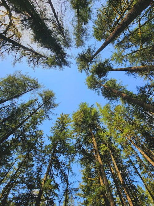 Free Low-angle view of tall pine trees reaching up into a clear blue sky. Stock Photo