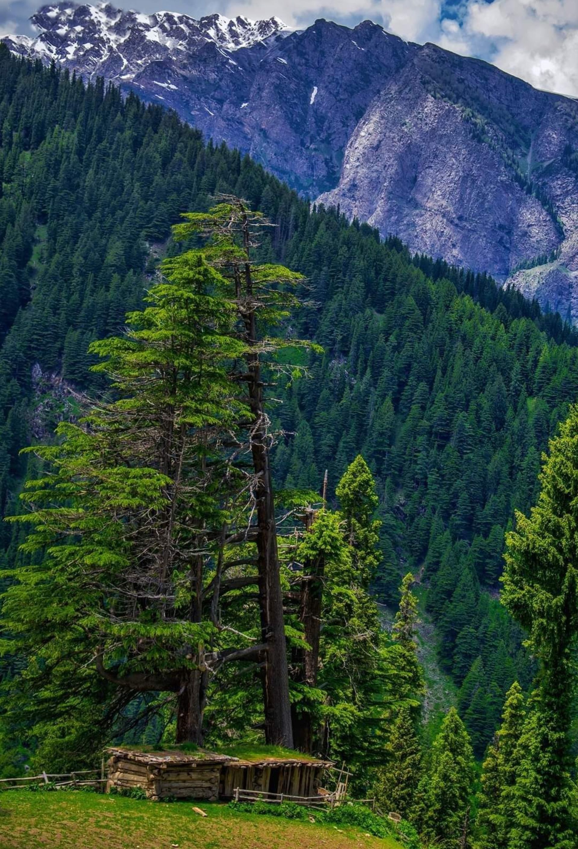 Scenic View of Trees in the Forest · Free Stock Photo