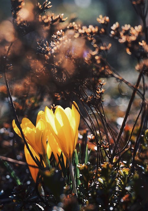 Close-Up Shot of Yellow Crocus in Bloom