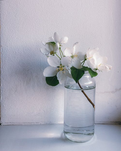 Free Close-Up Shot of White Flowers in a Glass Vase Stock Photo