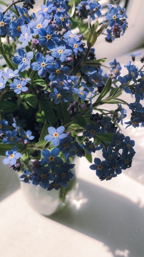 Free Delicate blue forget-me-nots in a vase, bathed in soft sunlight. Stock Photo