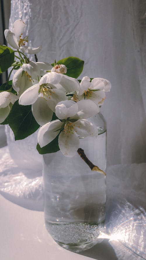 Close-Up Shot of White Flowers in a Glass Vase