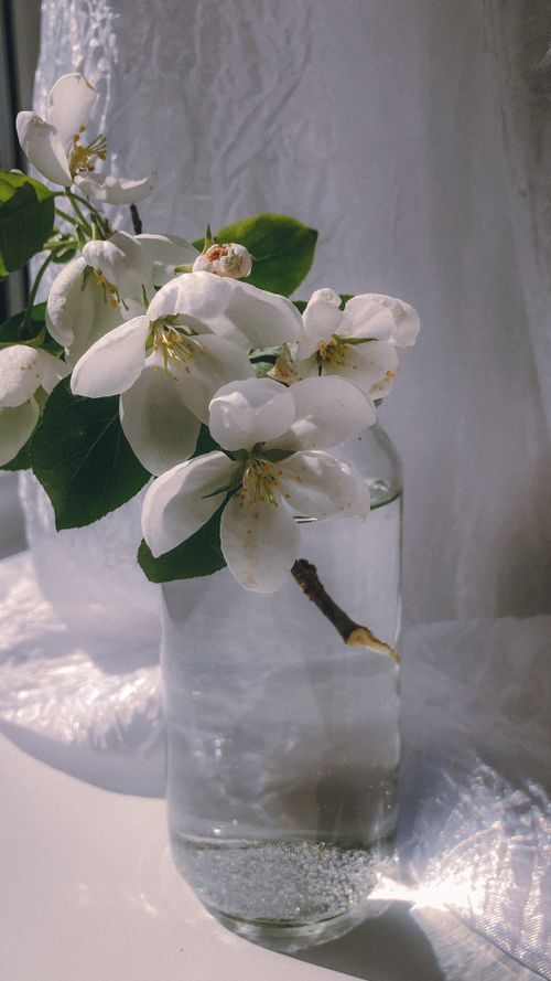 Free White flowers in a glass vase with sunlight streaming in, creating an elegant and serene scene. Stock Photo