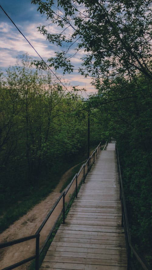 Free A Wooden Pathway in the Forest Stock Photo