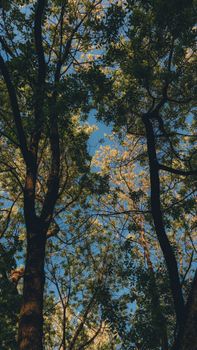 A tranquil view of treetops and sky, showcasing lush greenery and sunlight filtering through leaves.