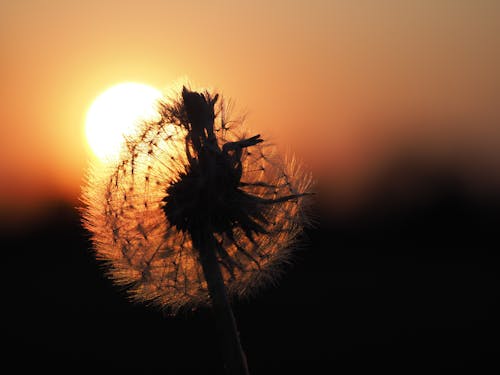 Common Dandelion