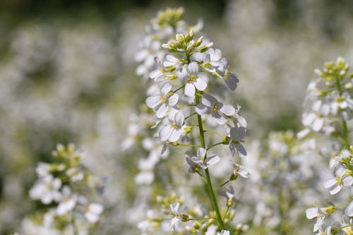 Close-Up Shot of White Flowers in Bloom