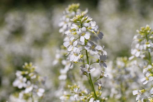 Základová fotografie zdarma na téma bílé květy, detail, flóra