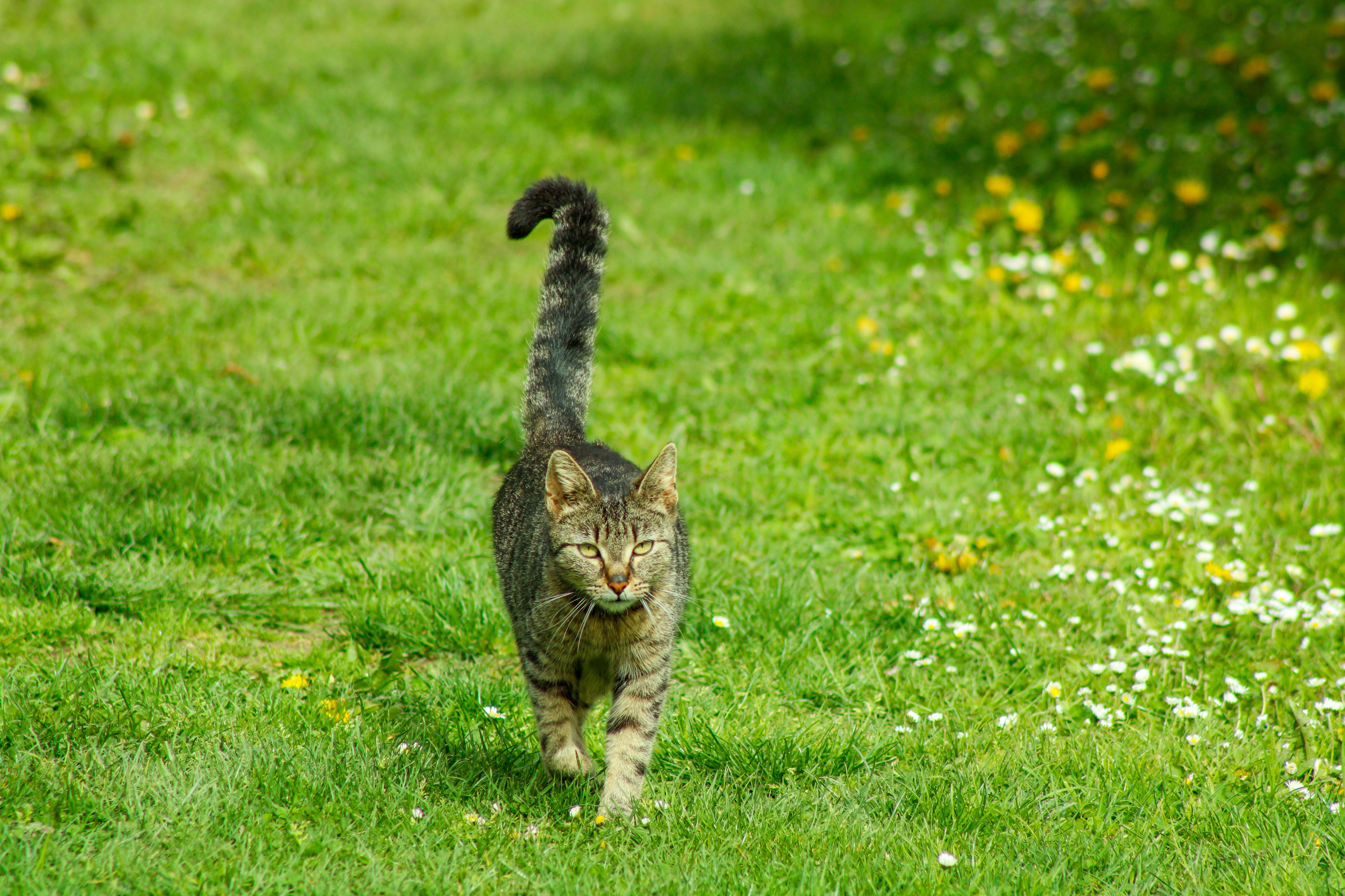 A tabby cat walking confidently in a lush green meadow with wildflowers, symbolizing tranquility and freedom.