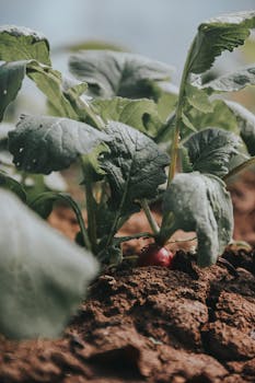 Radish plant emerging from soil in a close-up shot, highlighting fresh, green leaves and garden setting.