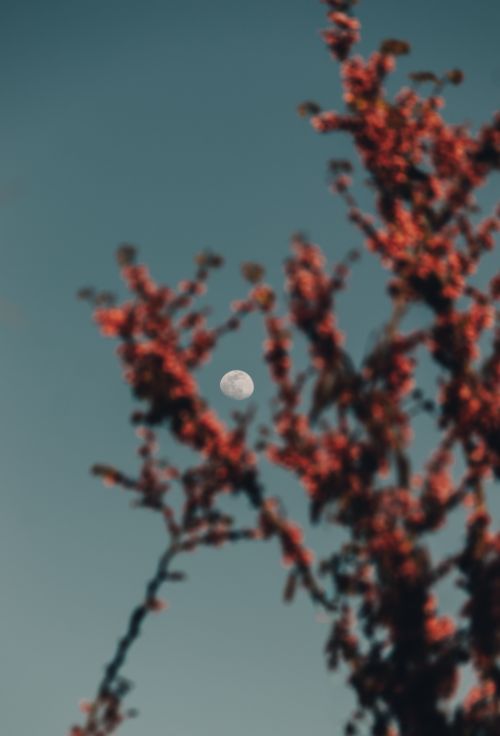 Free Blossoming tree branches framing the moon under a clear blue sky in İzmir, Turkey. Stock Photo