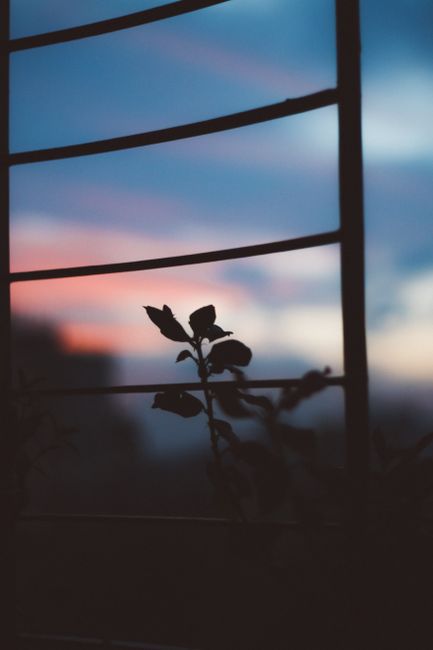 Silhouette of leaves framed against a vibrant sunset sky with cloud formations.