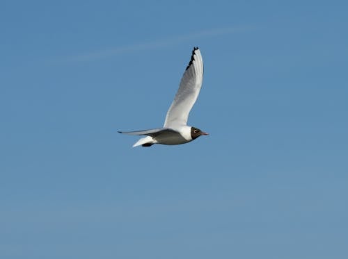Free Black-headed Gull Flying under Blue Sky Stock Photo