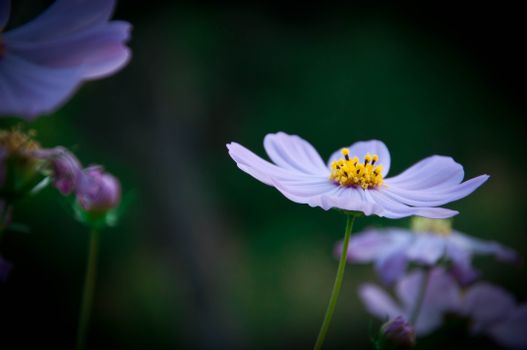 Close-up of a purple cosmos flower with yellow stamens against a dark background.