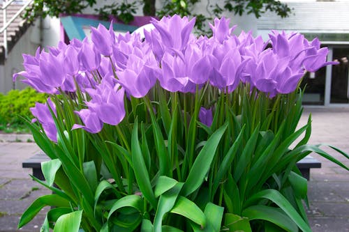 Free Purple Tulips with Green Leaves Stock Photo