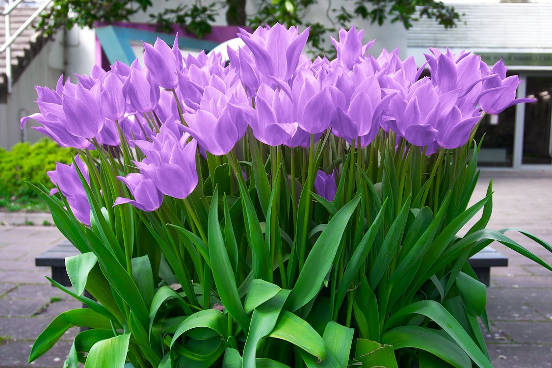 Gratis Fotos de stock gratuitas de bonito, de cerca, floración Foto de stock