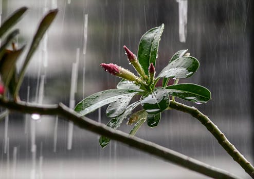 Close-up of Adenium obesum buds and leaves glistening with raindrops during a rain shower.