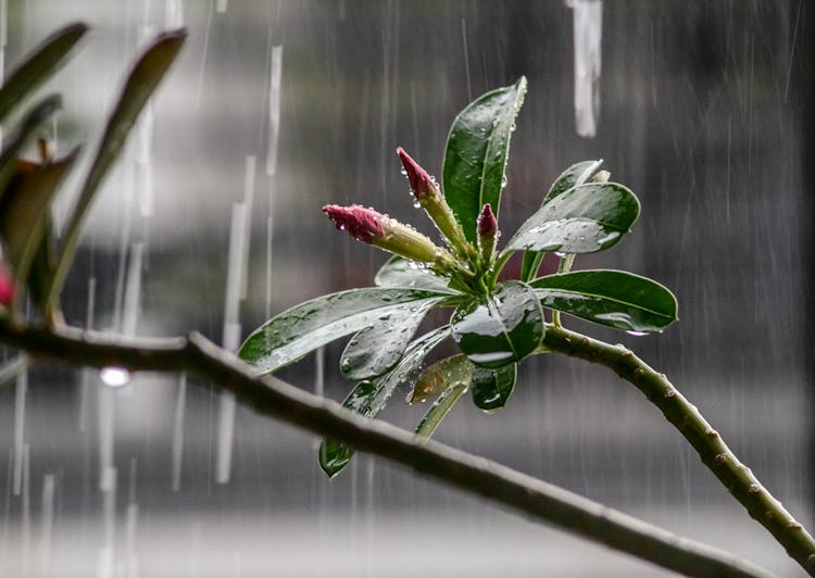 Raindrops Falling On Flower Buds