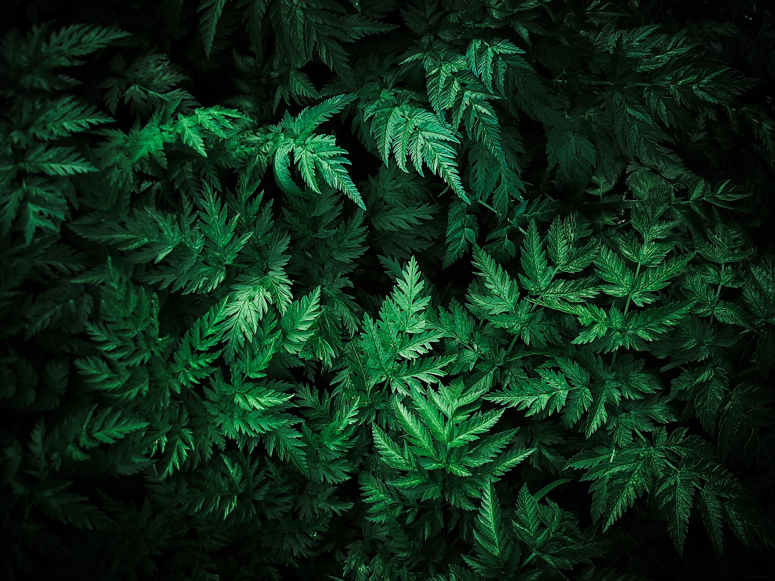Vibrant green fern leaves create a natural lush background, perfect for nature themes.