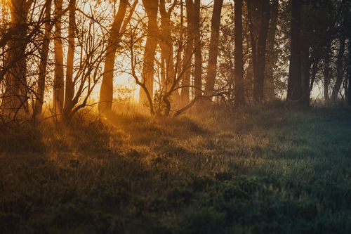 Free Golden sunrise filtering through forest trees, creating scenic silhouettes and tranquil nature ambiance. Stock Photo