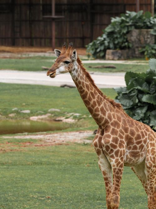 Free A giraffe standing gracefully in a grassy field, showcasing its long neck and striking coat pattern. Stock Photo
