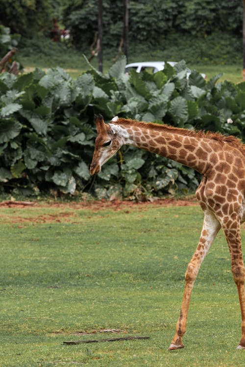 Free Giraffe Walking on a Grass Field Stock Photo