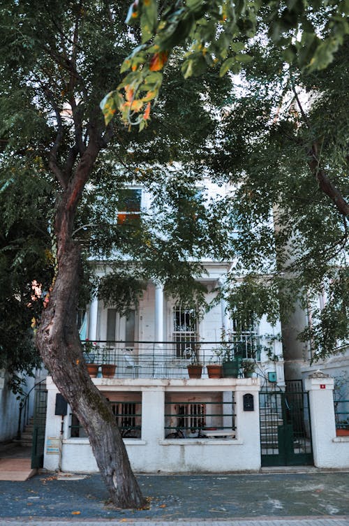 ağaç gövdesi, ağaçlar, balkon içeren Ücretsiz stok fotoğraf